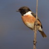 Brambornicek cernohlavy - Saxicola torquatus - Stonechat 1311